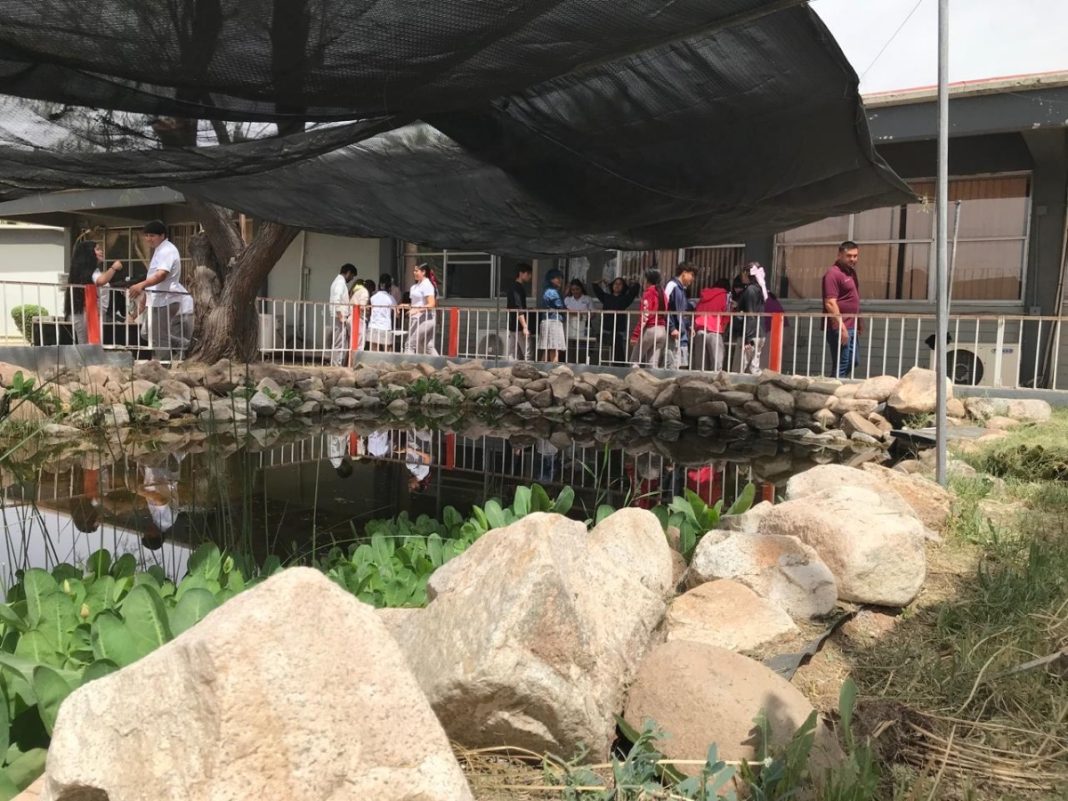 Contribuye Cobach Sonora a la protección exitosa de especie endémica de pez