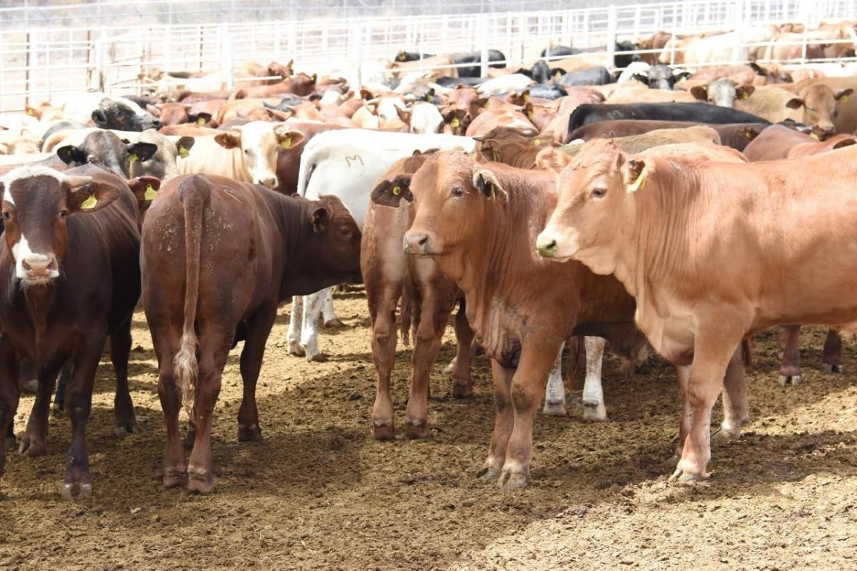 Logra Gobernador Durazo regularizar el ritmo de exportación de ganado a Estados Unidos