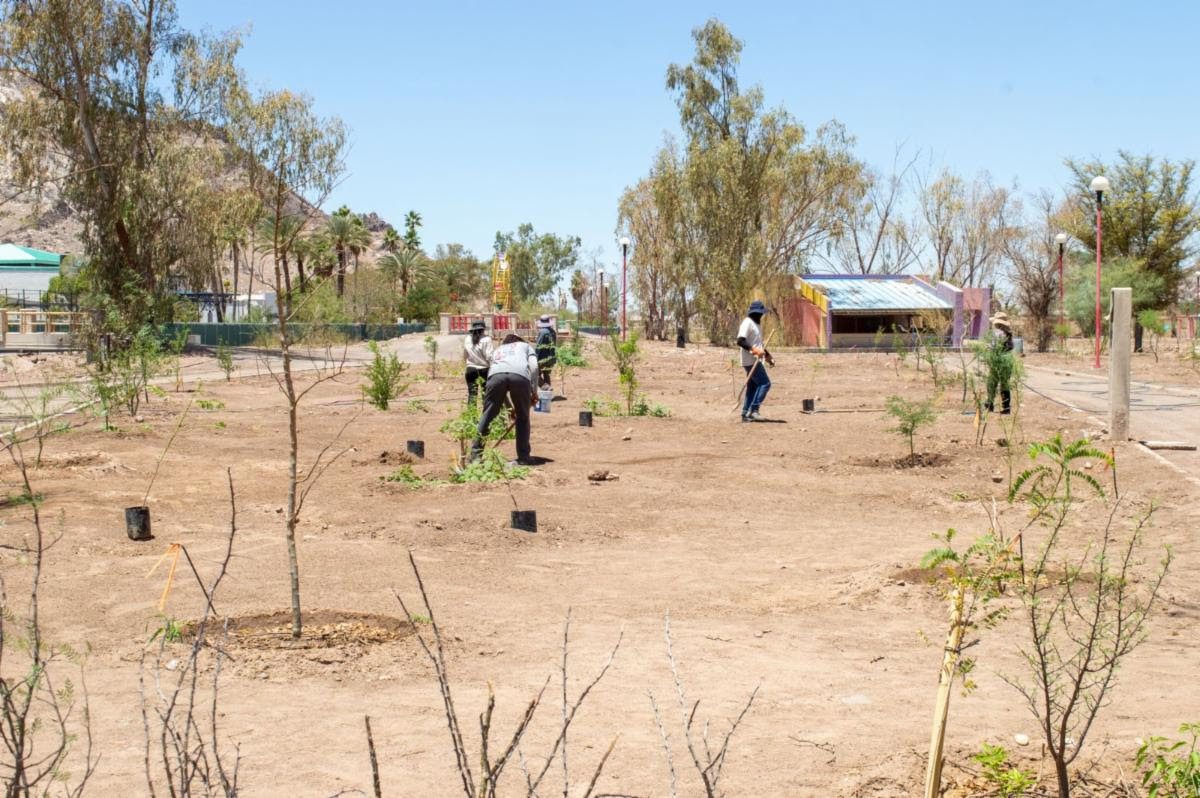 Gobierno de Sonora reforesta Bosque Urbano La Sauceda con apoyo ciudadano