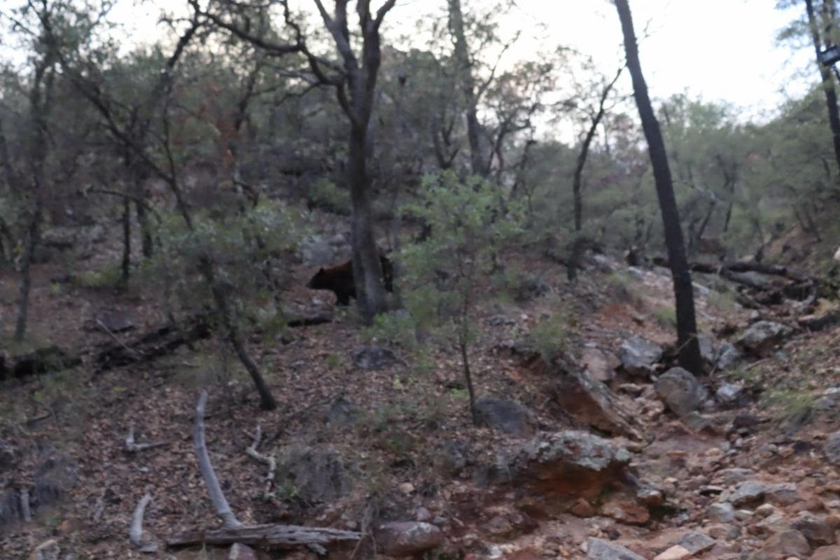 Reintegran a osa negra al hábitat                  natural en la sierra del estado