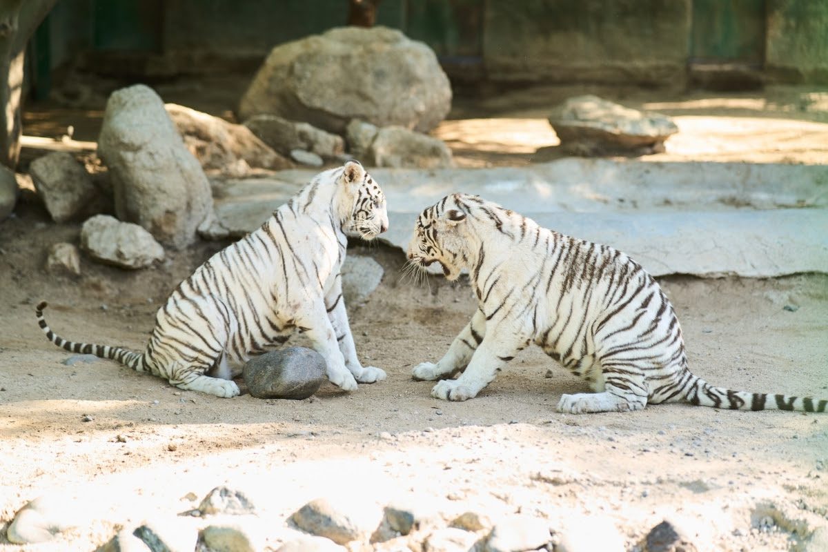 Llegan dos nuevos ejemplares de tigre blanco al Centro Ecológico de Sonora