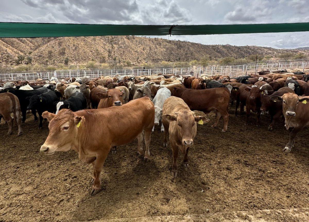 Refuerza nueva planta de mosca estéril en Texas blindaje en Sonora contra gusano barrenador