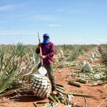 Columna Cafeceando, de Octaviano Rojas G.// Temas: Certificación del bacanora; Avanza libramiento en la H; IA, educación con futuro; Agandalle en la CTM?; Candidatos de Morena