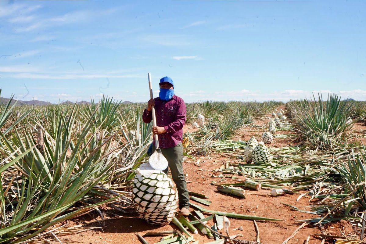 Columna Cafeceando, de Octaviano Rojas G.// Temas: Certificación del bacanora; Avanza libramiento en la H; IA, educación con futuro; Agandalle en la CTM?; Candidatos de Morena