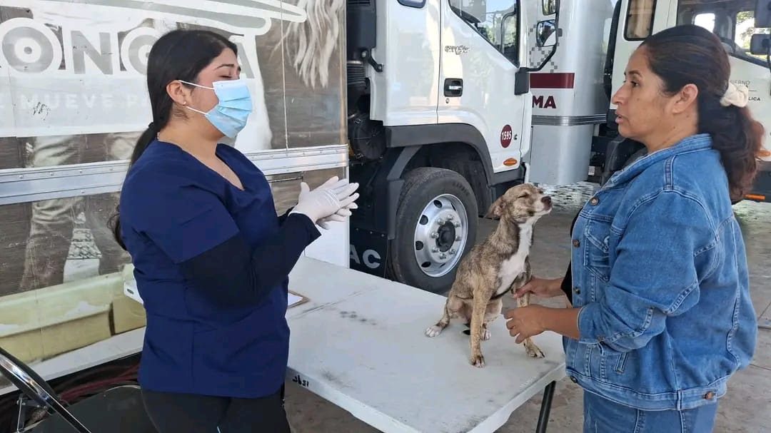 Vigilar síntomas y mantener limpio el hogar puede salvar vidas ante la rickettsiosis: SSP