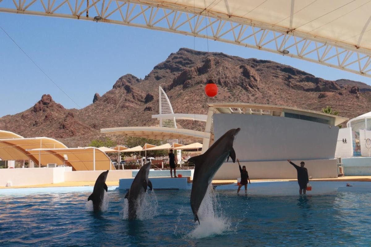 Invitan a disfrutar el Delfinario durante vacaciones de Semana Santa