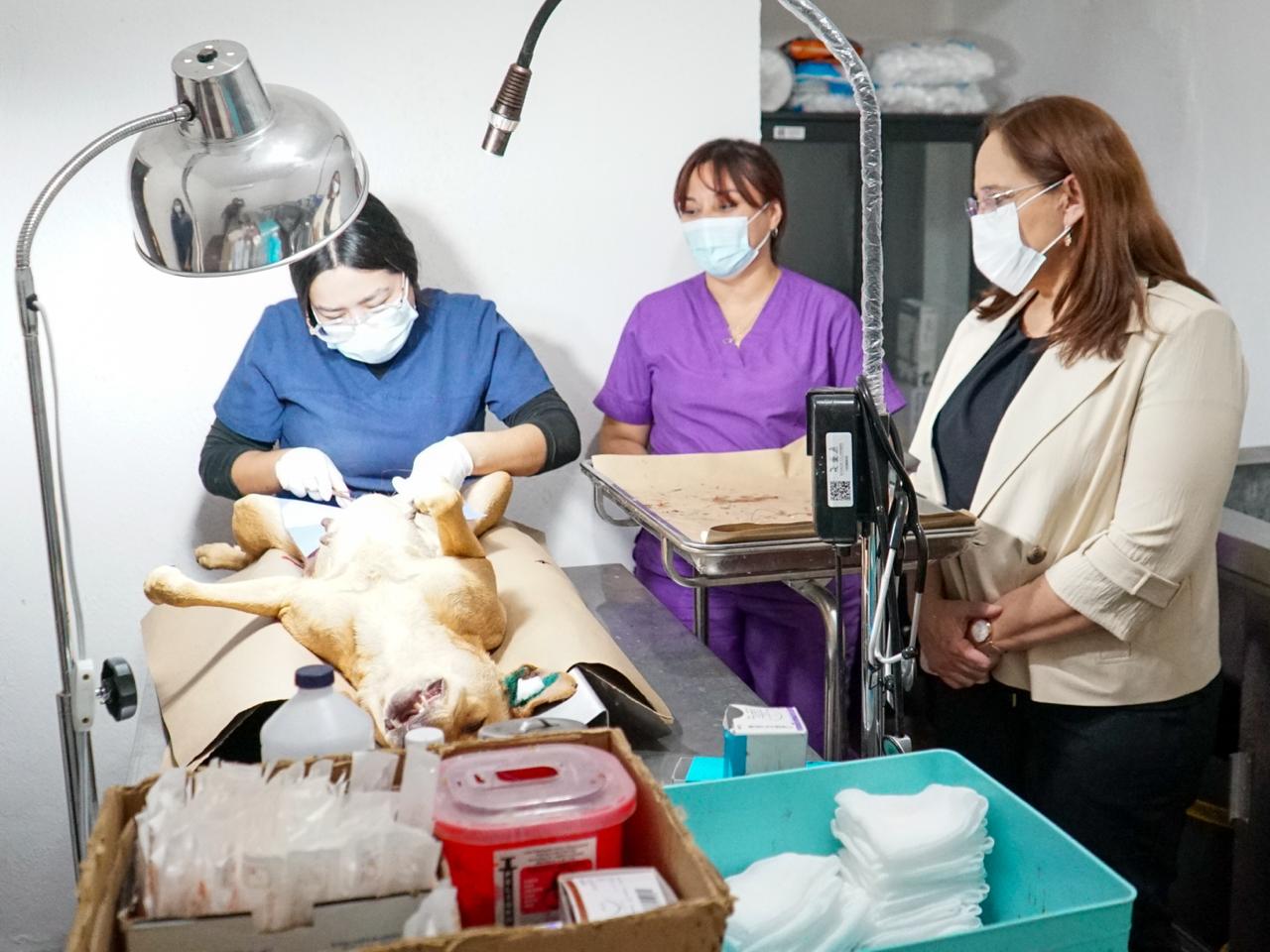 Supervisa Alcaldesa Karla Córdova el Centro de Atención Canino y Felino en la colonia Antena