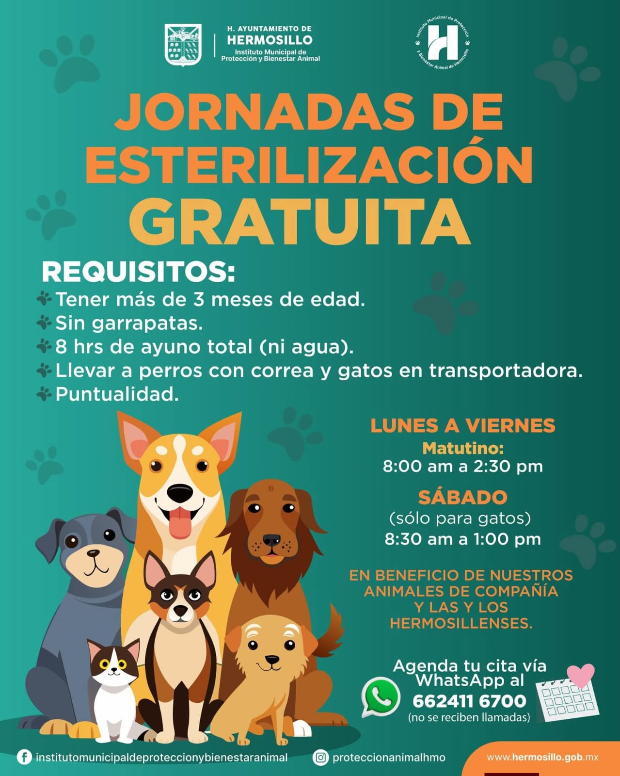 Ofrece Ayuntamiento esterilizaciones gratuitas para perros y gatos
