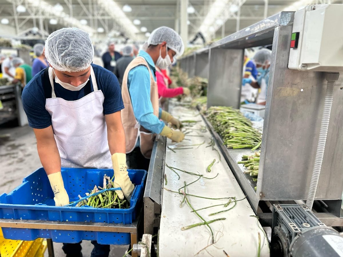 Consolida Gobierno de Sonora liderazgo nacional en producción agroalimentaria