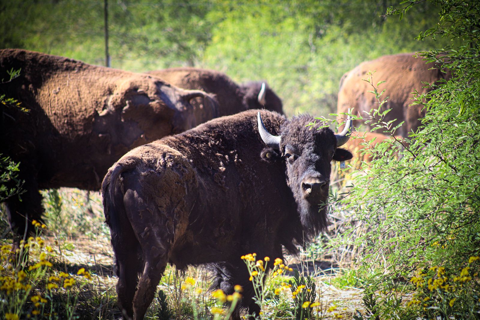 Fortalecen Gobernador Durazo y Gobierno de México conservación del bisonte en Sonora