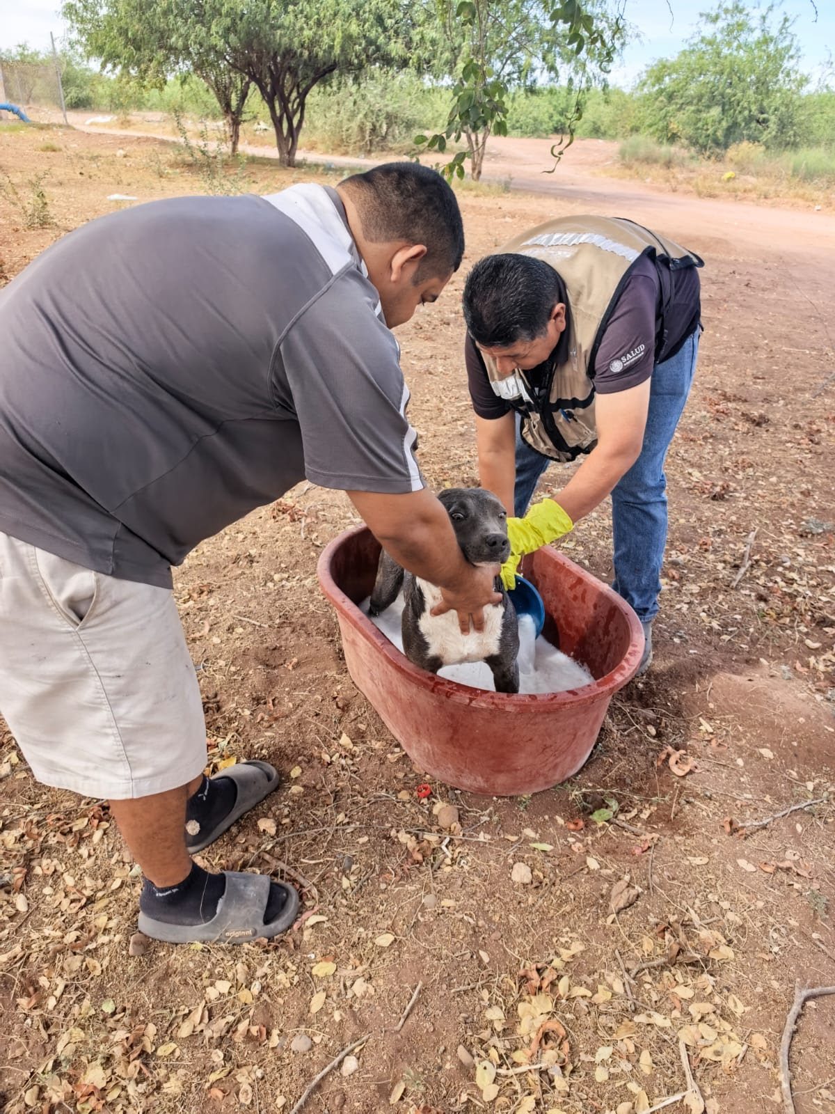 Refuerza Salud Sonora acciones preventivas contra dengue y rickettsia